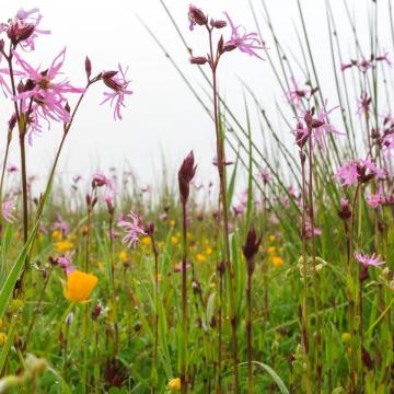 Vaartocht langs de bloeiende hooilandjes