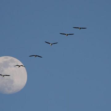 Vaartocht bij volle  maan in de Nieuwkoopse plassen
